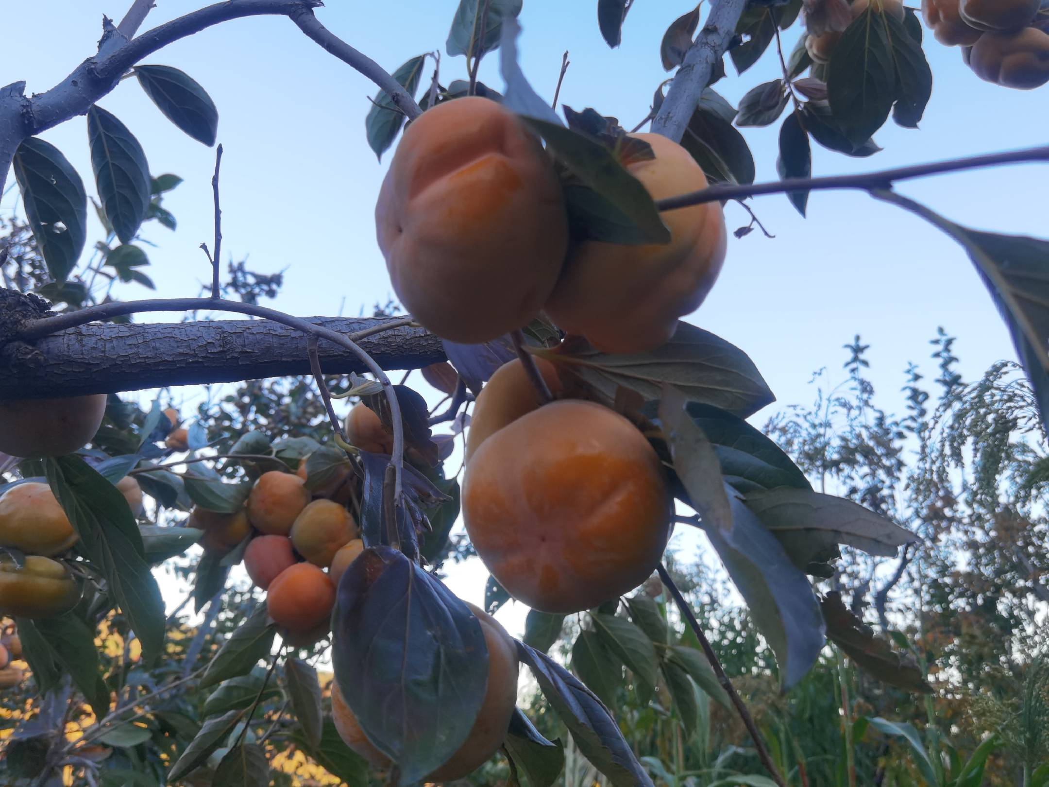 磨盘柿果园全景航拍图