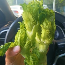 儿菜上市