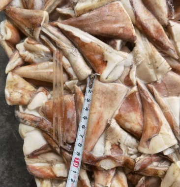 [鱿鱼批发]【精品】鱿鱼尾尖,厂家供应原汁原味新鲜速冻,价格实惠品质