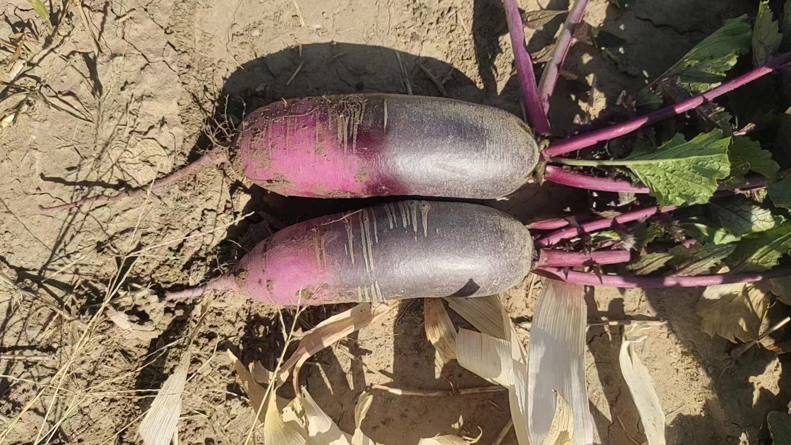 紫皮白肉水果萝卜整颗及切面特写