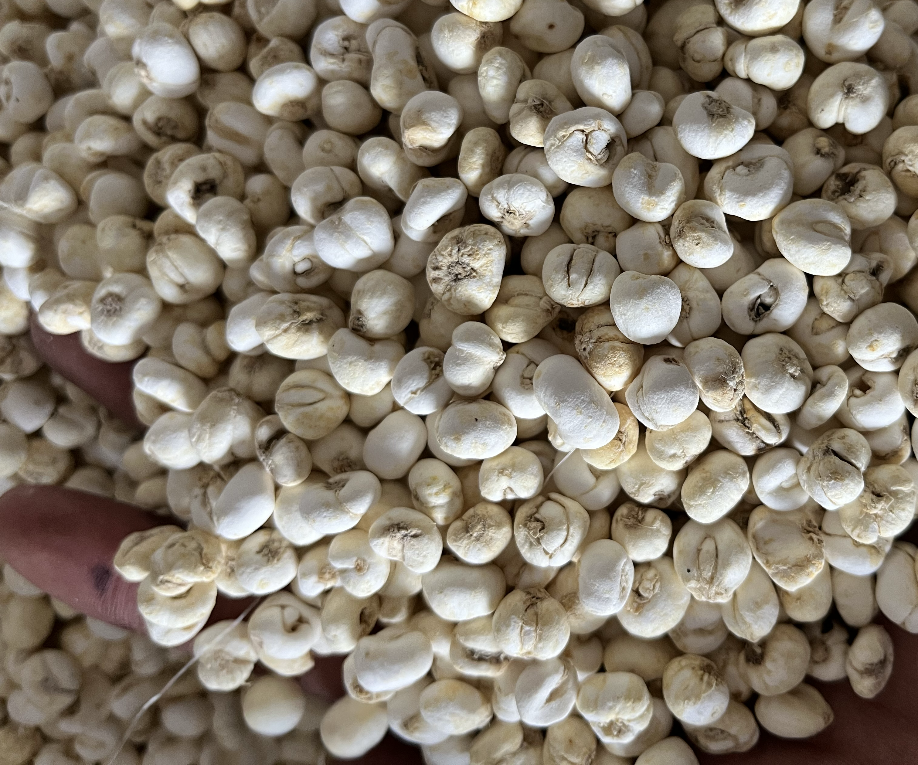 松贝与其他贝母对比图