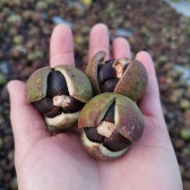 广西高山新鲜茶籽果茶籽山茶籽油树新鲜