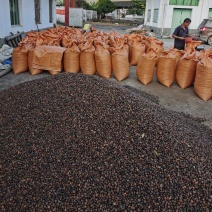 广西高山红花茶籽，小茶籽老茶茶油茶枯山茶籽9.99不包