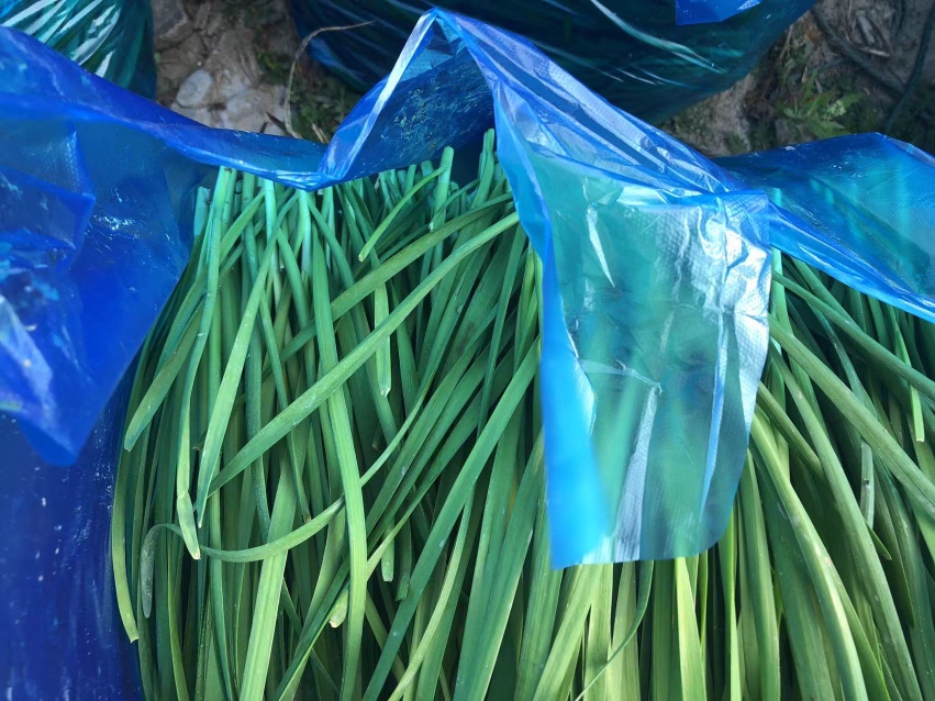 大叶韭菜与细叶韭菜营养成分对比图表,展示维生素、膳食纤维、矿物质含量差异 韭菜营养成分对比图表