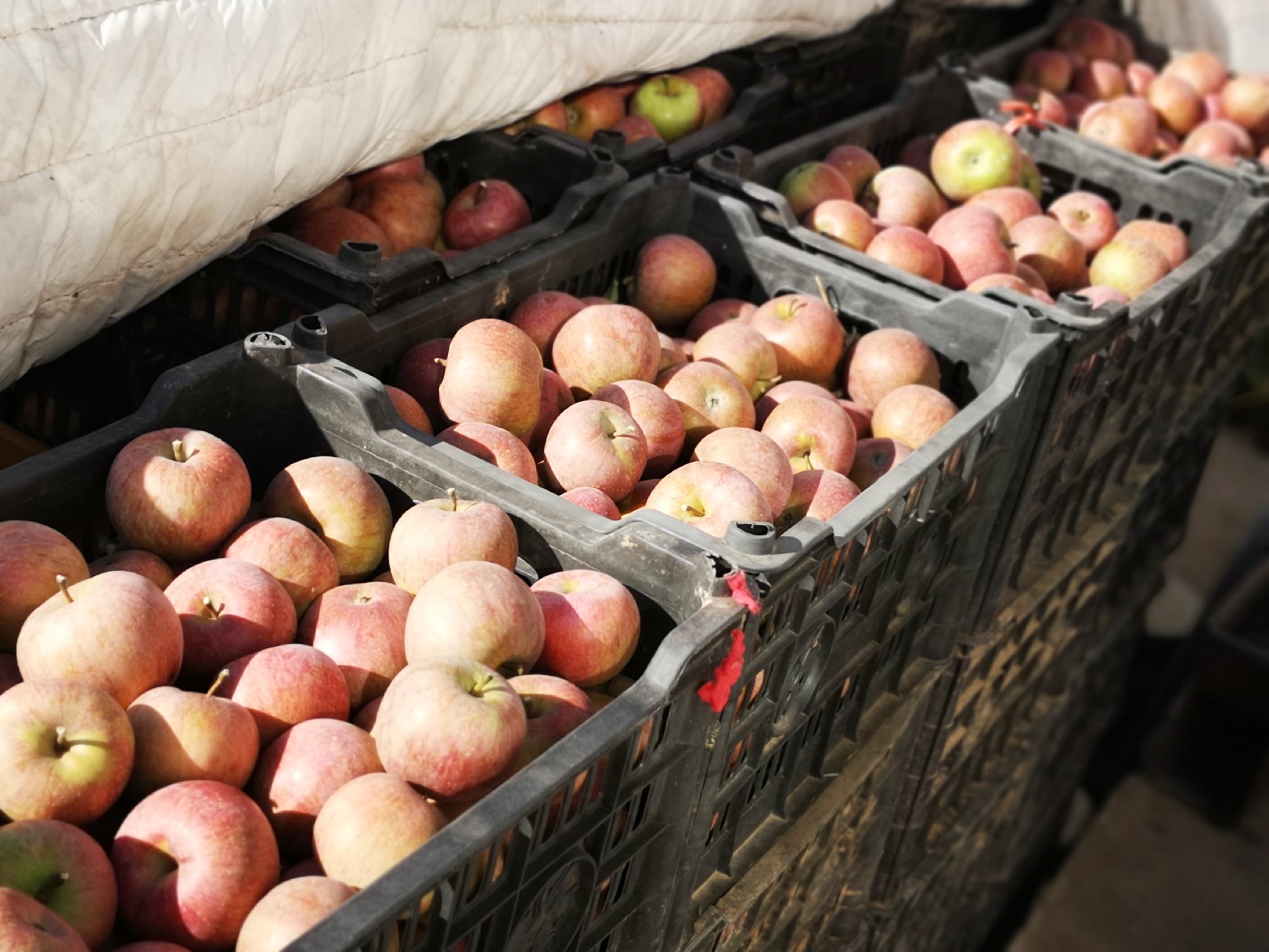 老人与孩子一起品尝国光苹果的温馨画面