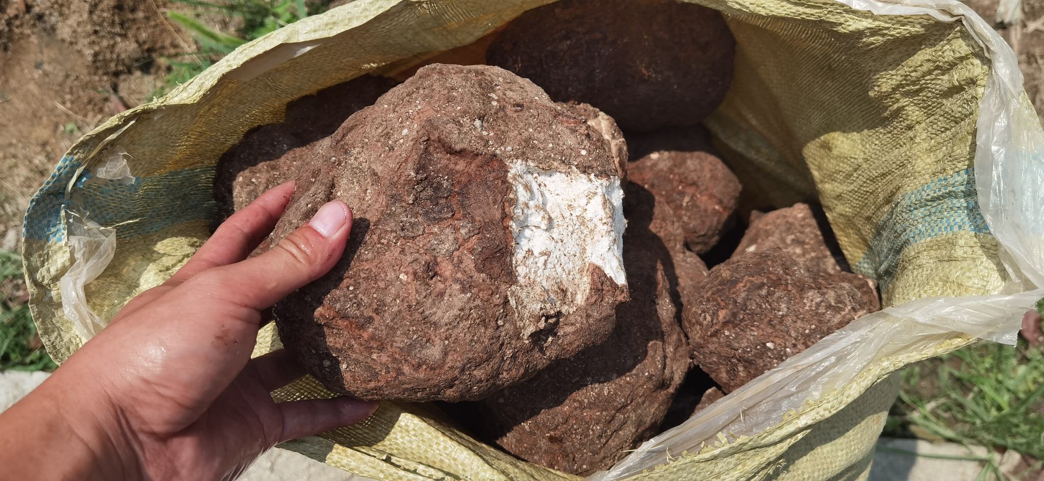 茯苓白芷搭配食疗图