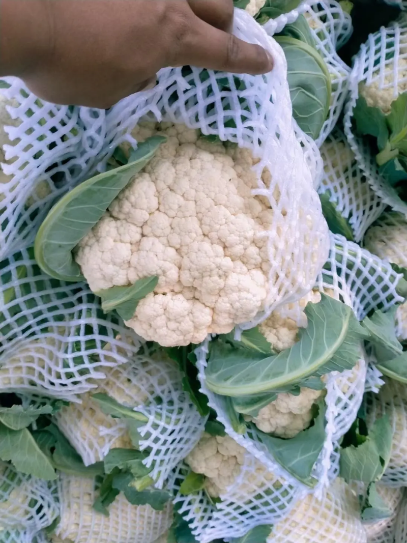 有机花菜青梗白面菜花河南菜花价格便宜货源充足