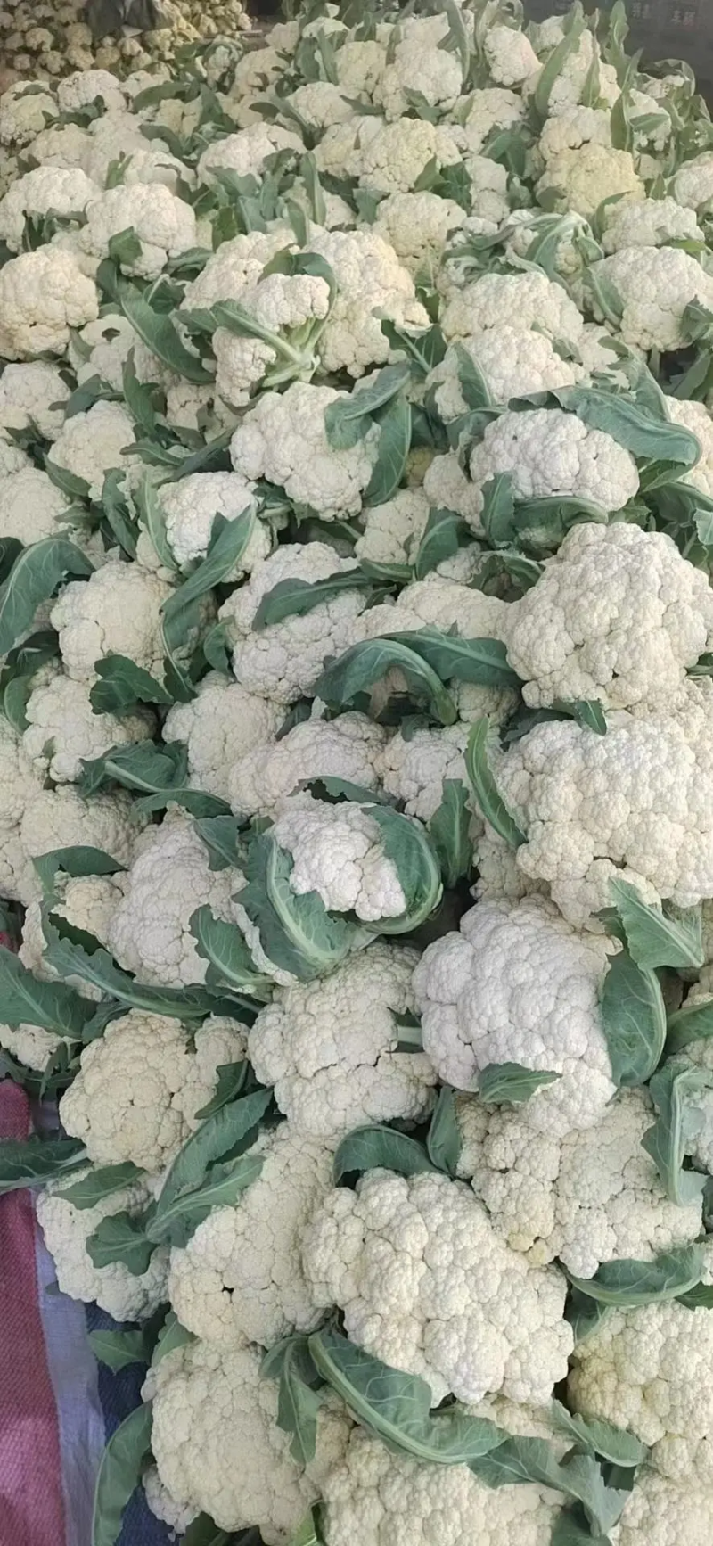 有机花菜青梗白面菜花河南菜花价格便宜货源充足