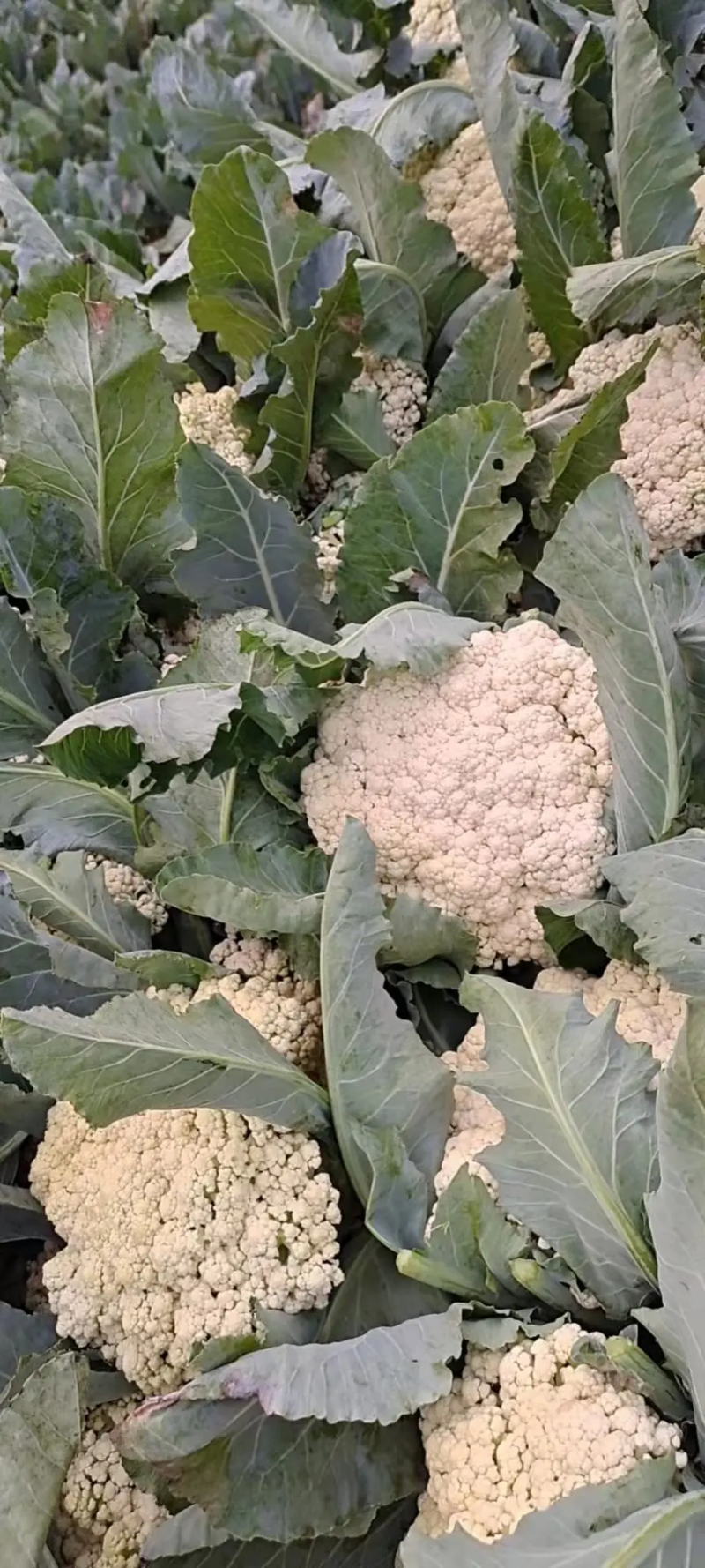 有机花菜青梗白面菜花河南菜花价格便宜货源充足