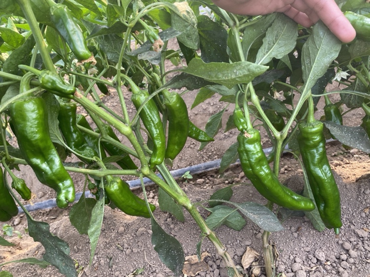 红色螺丝椒与其他辣椒品种的对比摆拍图