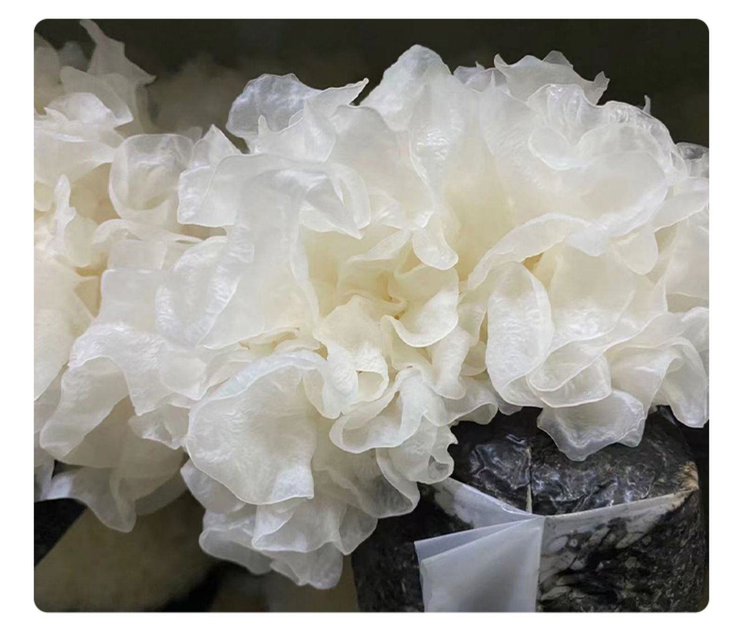 雪蛤银耳干品对比图