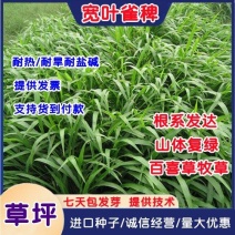 宽叶雀稗种子百喜草种子高产牧草种子护坡绿化草坪草籽