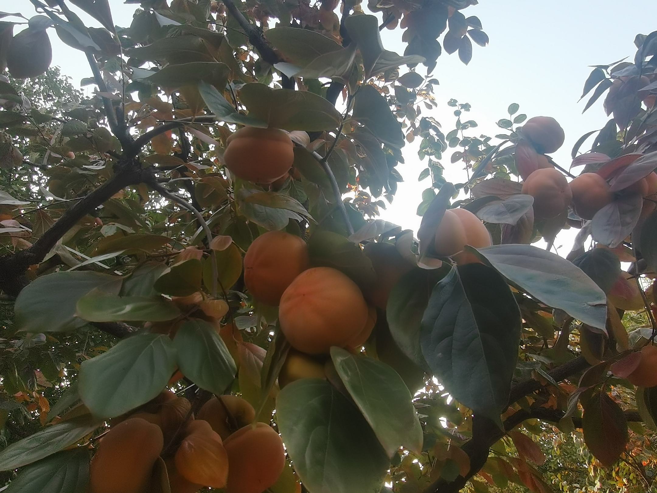 房山磨盘柿挂满枝头的丰收景象