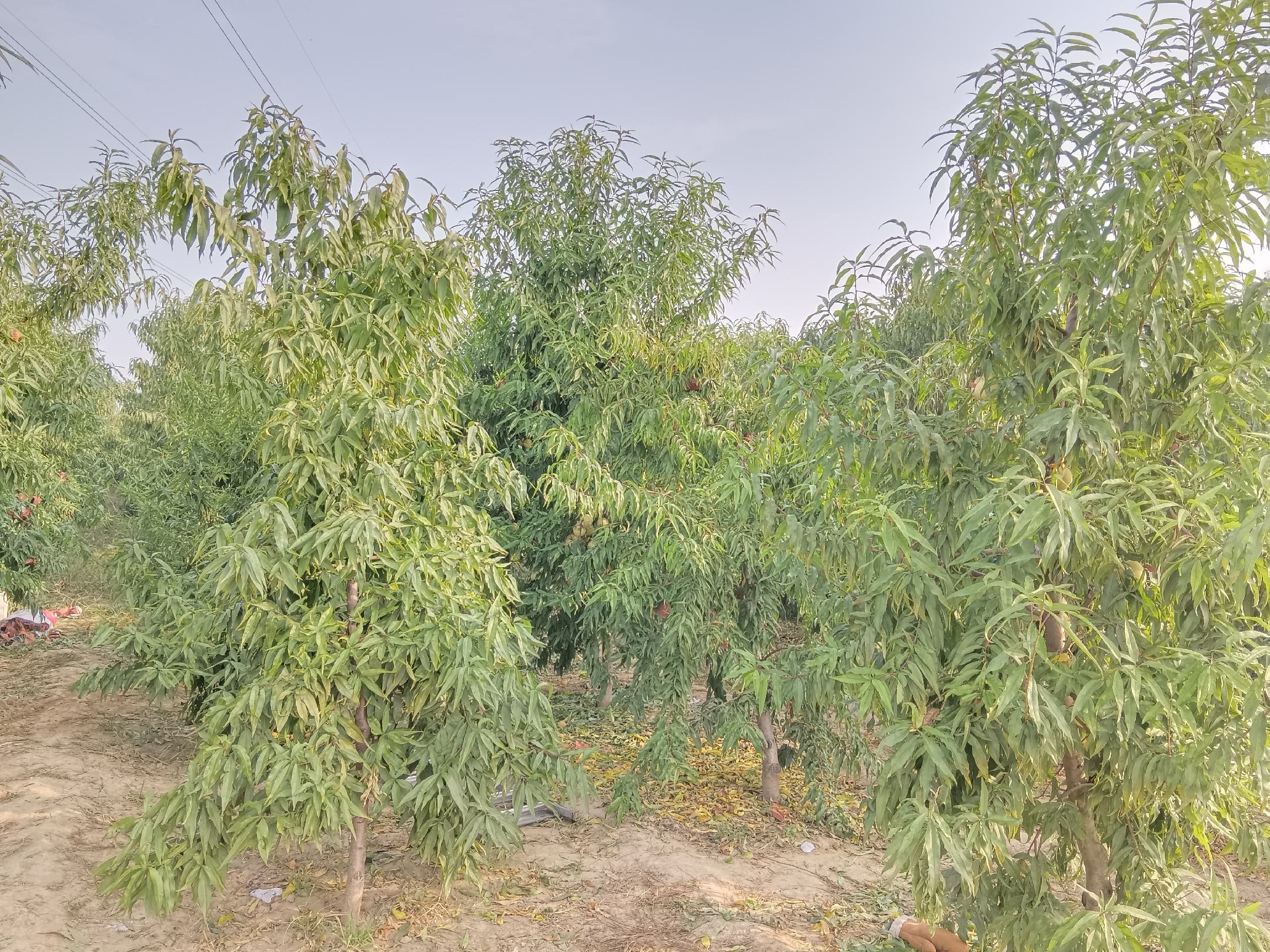 蒙阴县冬桃果园航拍全景