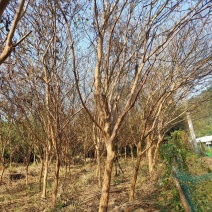 丛生紫薇