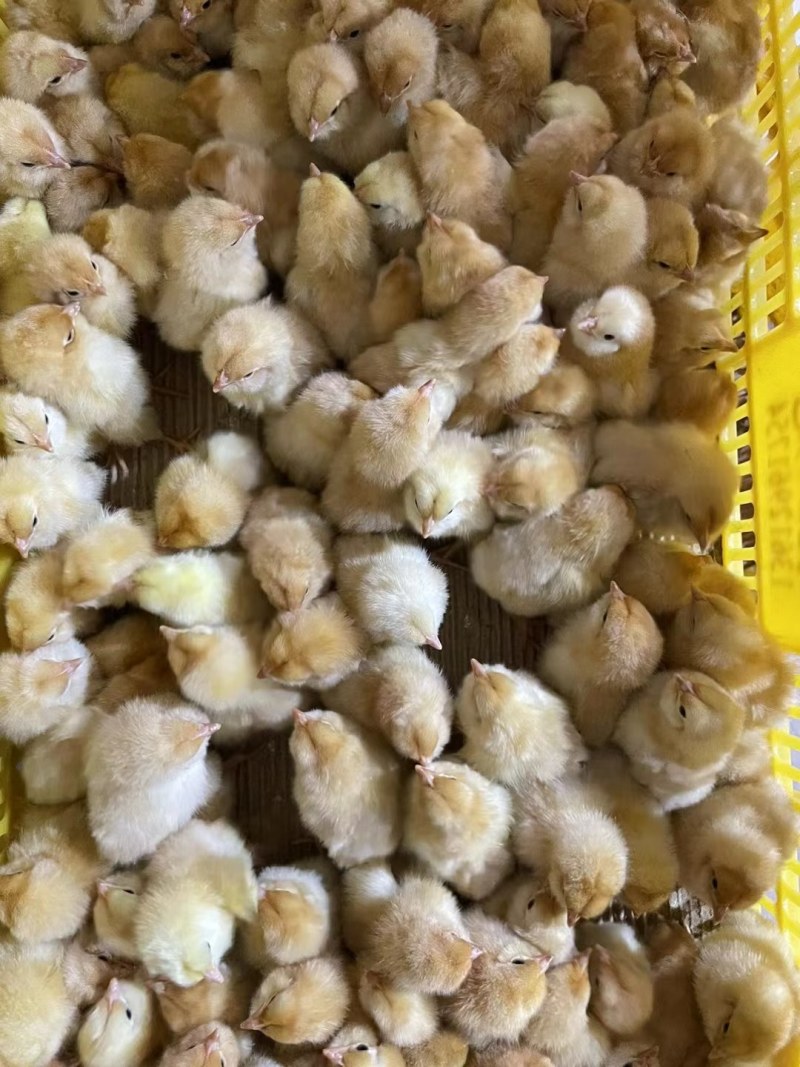 矮脚王矮脚黄土鸡苗优质黄优母优公出壳鸡苗必打疫苗全国发货