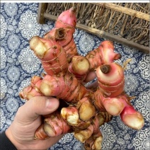 野生南姜
