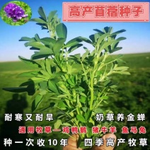 籽紫花苜蓿种子种子牧草种子种植户大面积种植蔬菜种子