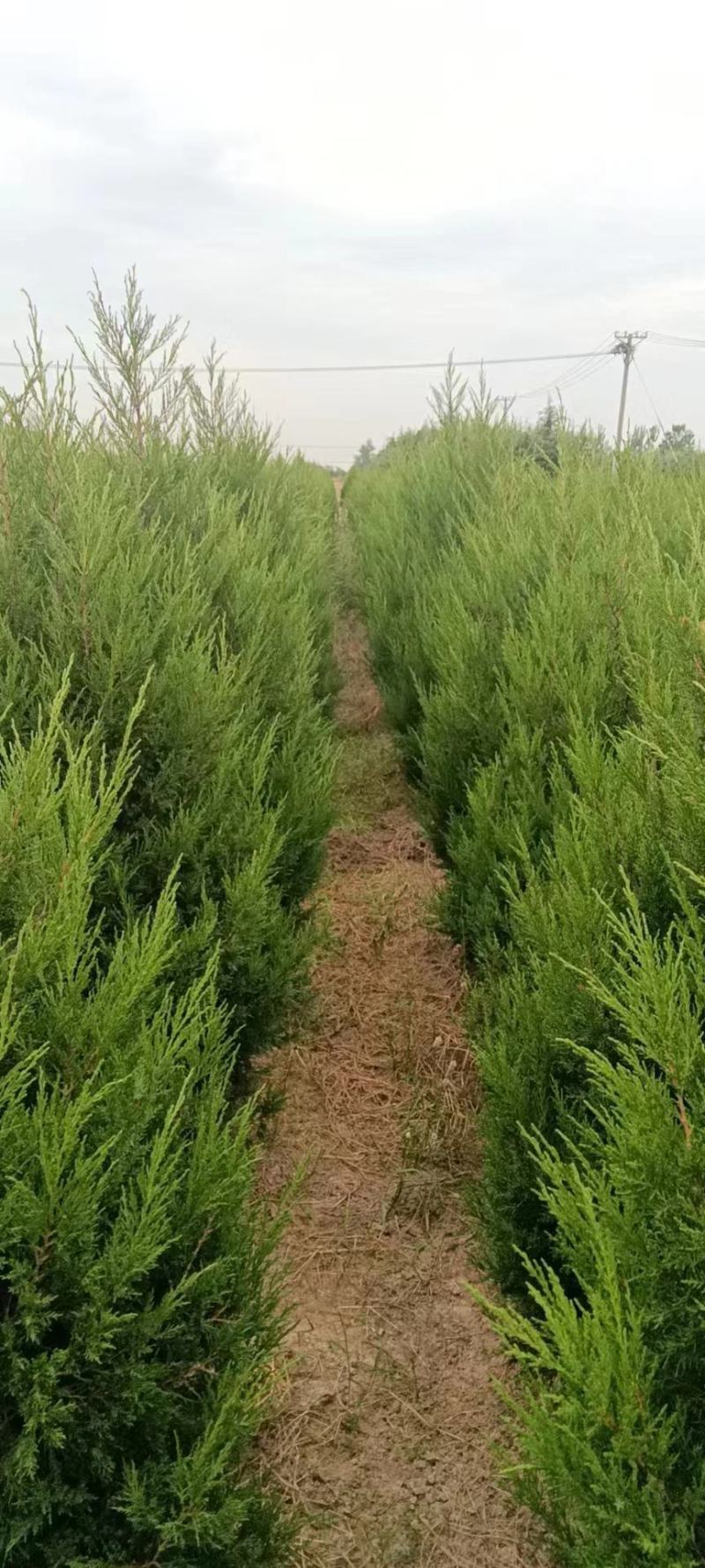 [蜀桧批发]河南南阳卧龙区柏树 38.00元/棵蜀桧2米以上高度 _ 一亩田