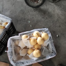 筐装大鸭梨高质量过手果黑胶筐装。