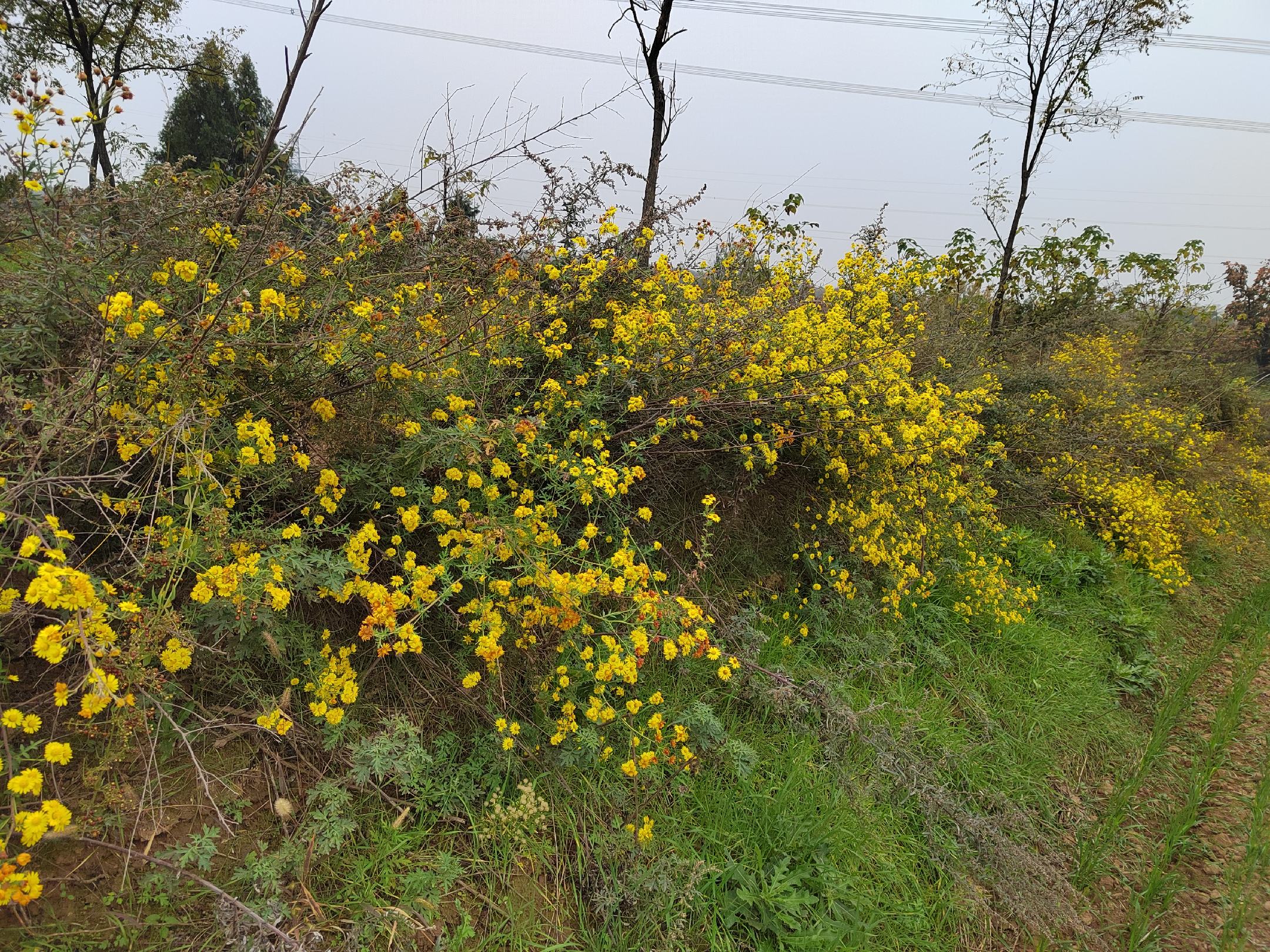 野菊花盛开在田野间