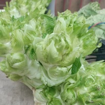 儿菜，多子菜，娃娃头，一手货源，保质保量，销售全国各地