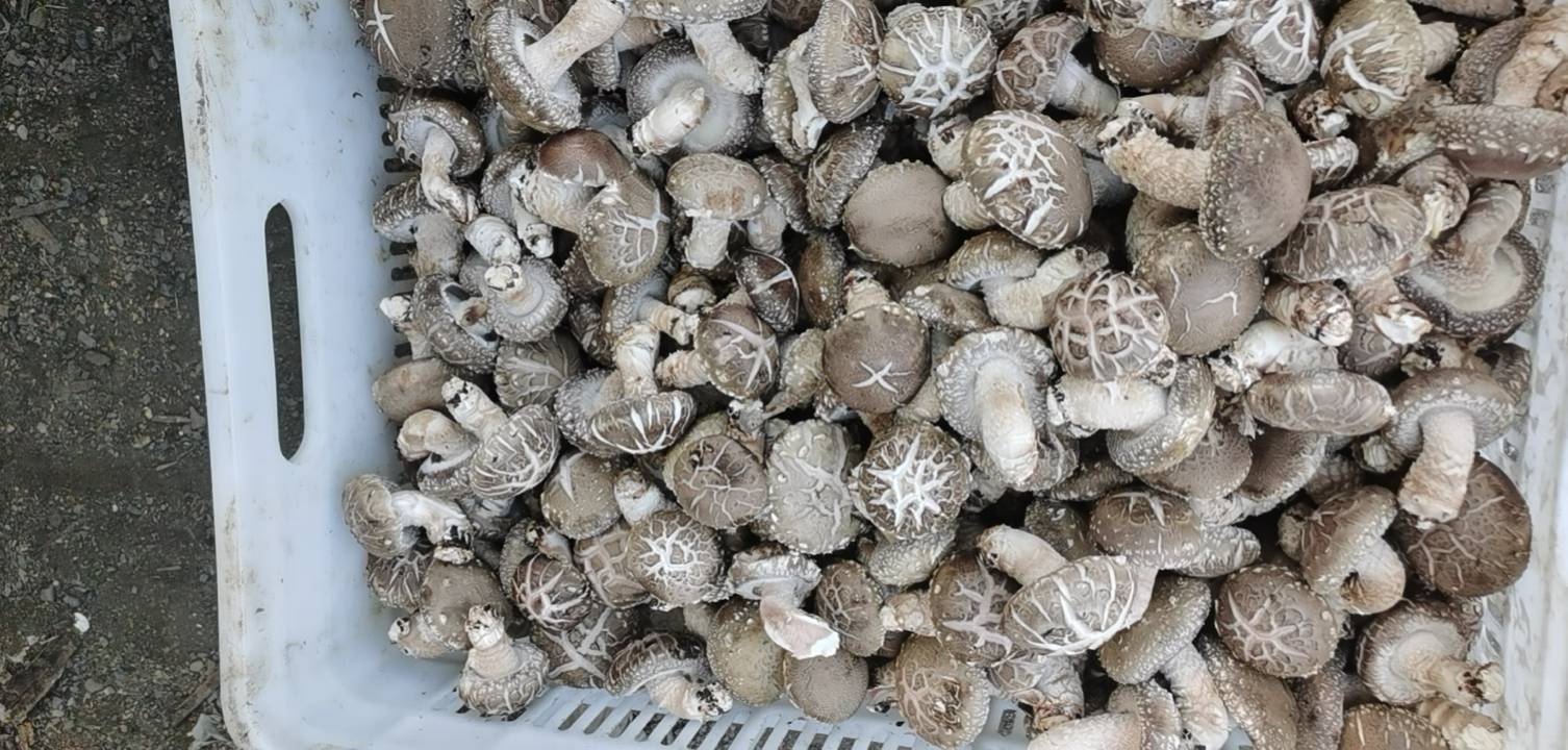 武香一号干香菇特写