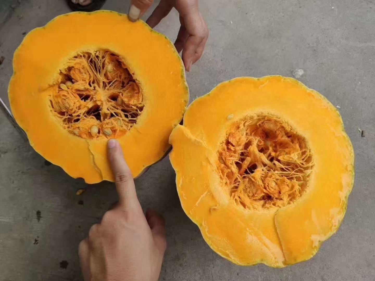 一个成熟的蜜本南瓜被横向剖开,露出橙黄色的厚实果肉和中心带有黑色南瓜籽的纤维状瓜瓤,瓜瓤呈网状结构附着于内壁,整体色泽自然,无霉斑或腐败迹象 老南瓜切面特写