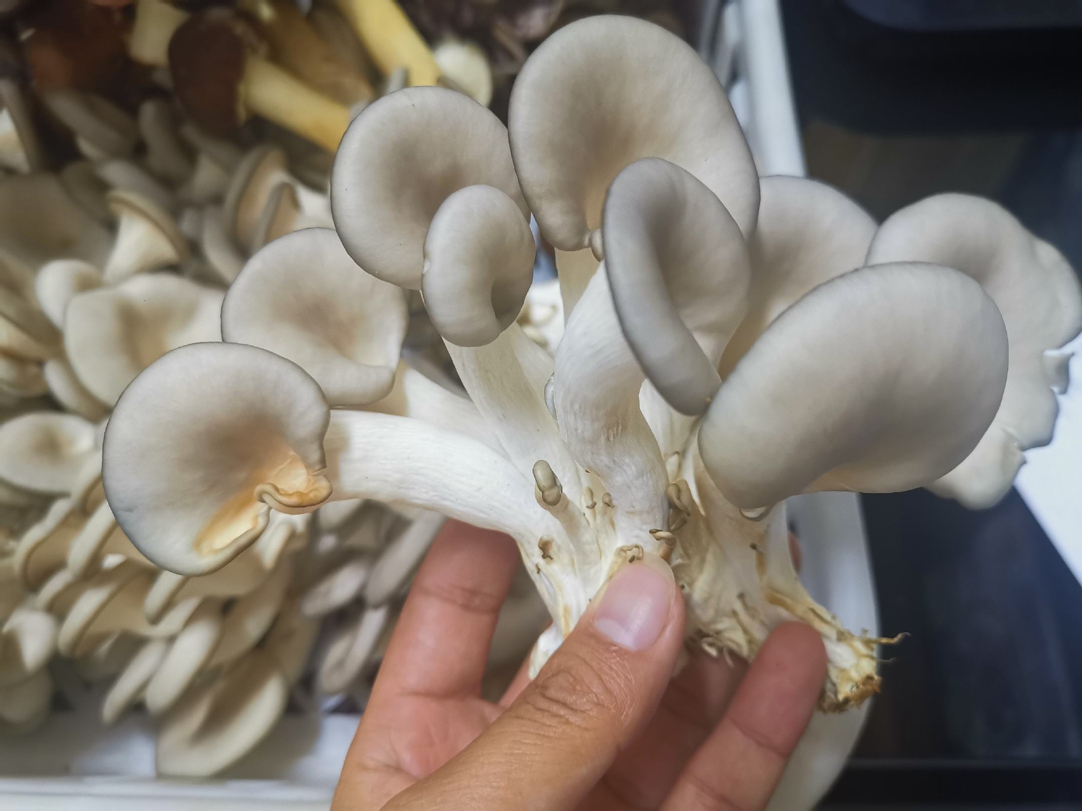 富硒平菇粉日常食用方法示意图