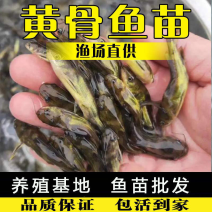快大品种黄骨鱼苗黄颡鱼苗杂交黄辣丁苗高产淡水养殖刺鱼