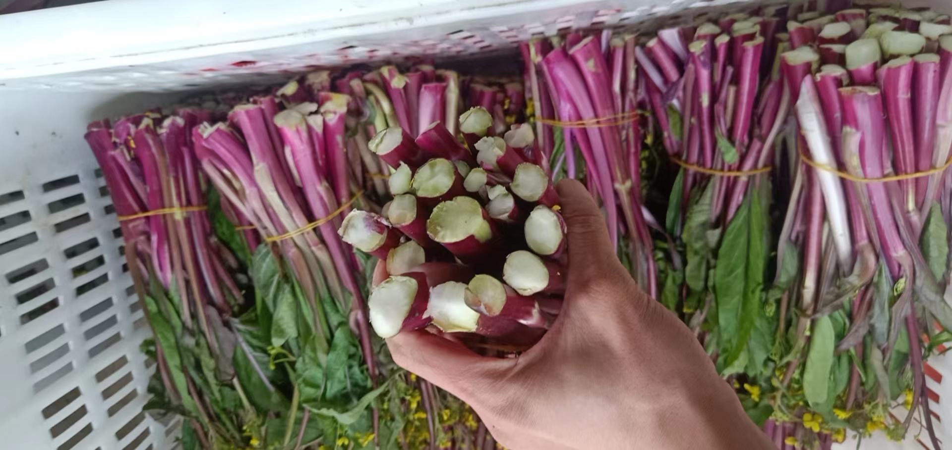 红菜苔营养成分分析表