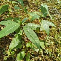 木姜子苗袋装苗量大从优