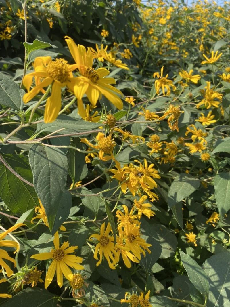 洋姜干菊芋干品饮片泡茶打粉入药自然晒干