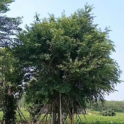 桂林小叶朴树产地行情