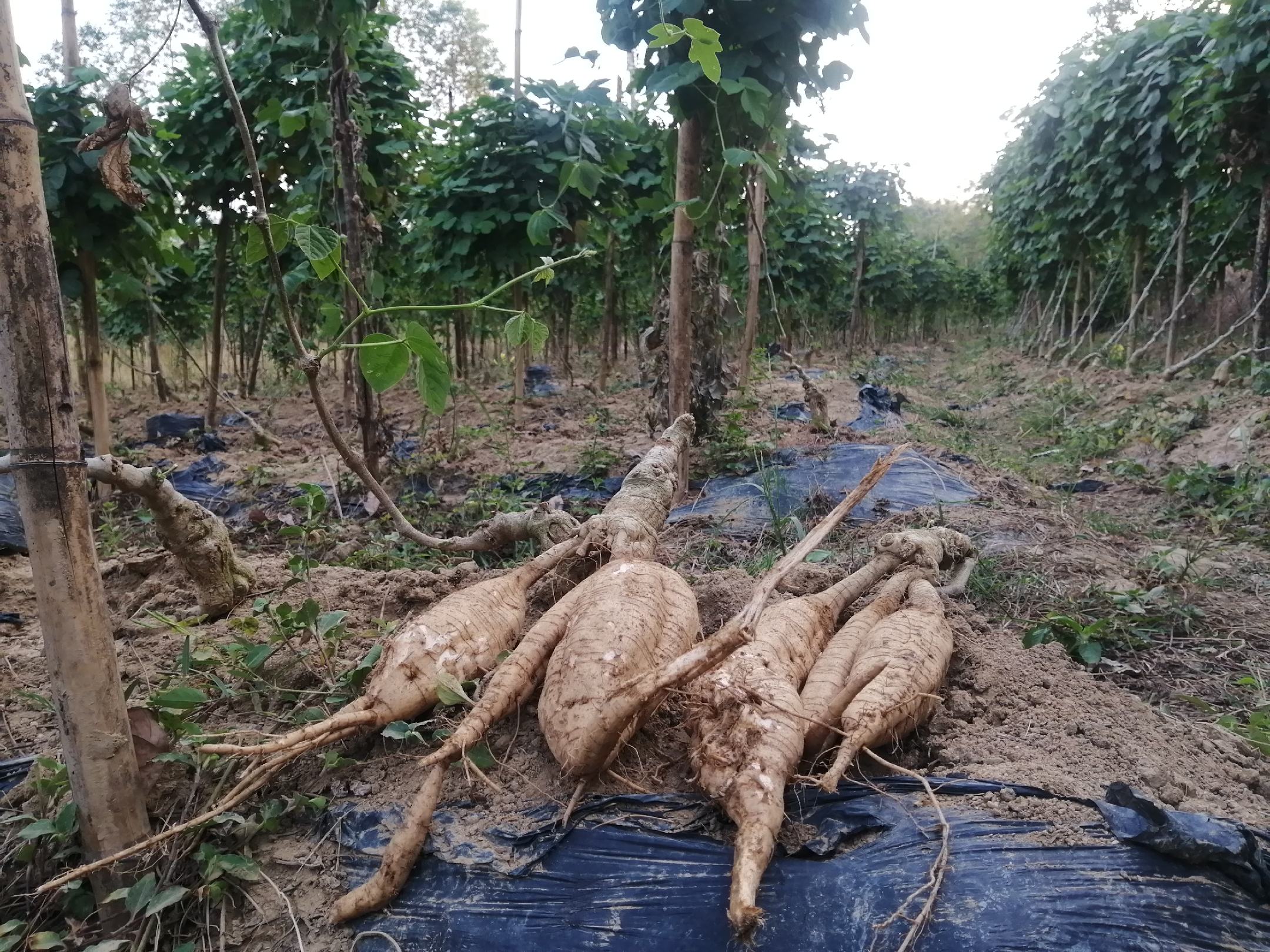 一片湿润的农田中,农民正在手工采挖刚出土的新鲜粉葛,泥土尚湿,粉葛根茎粗大,表皮带有泥土痕迹,部分已露出洁白的内肉,阳光洒在田野上,背景有绿叶茂盛的藤蔓植物,展现原生态种植环境 粉葛新鲜采挖场景