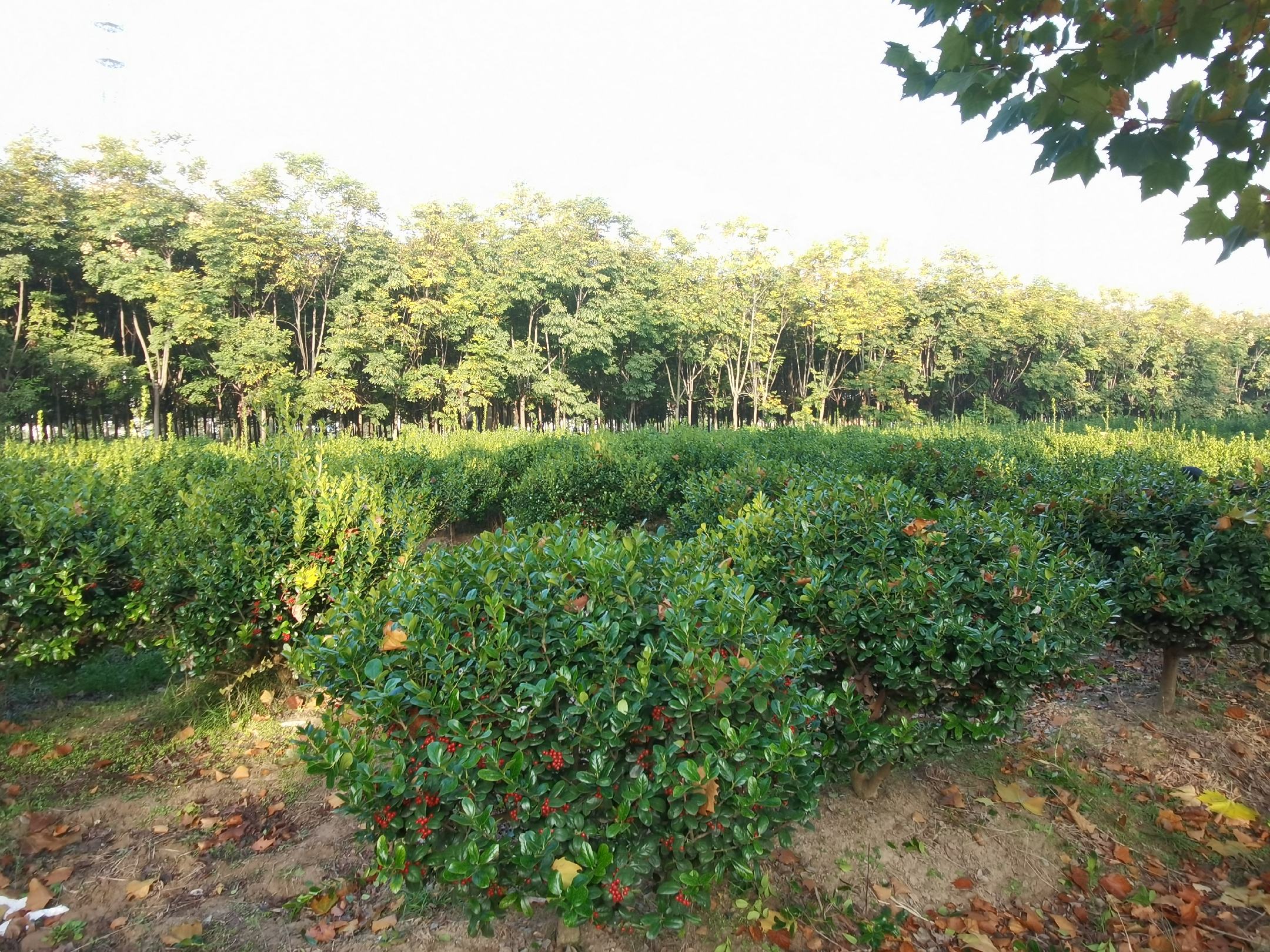 一棵成年龙柏在阳光照射下的整体外观,树冠呈螺旋状扭曲上升,枝条紧密排列,叶片浓绿有光泽,树干灰褐色并带有纵向裂纹,背景为春季园林环境 龙柏整体树形展示