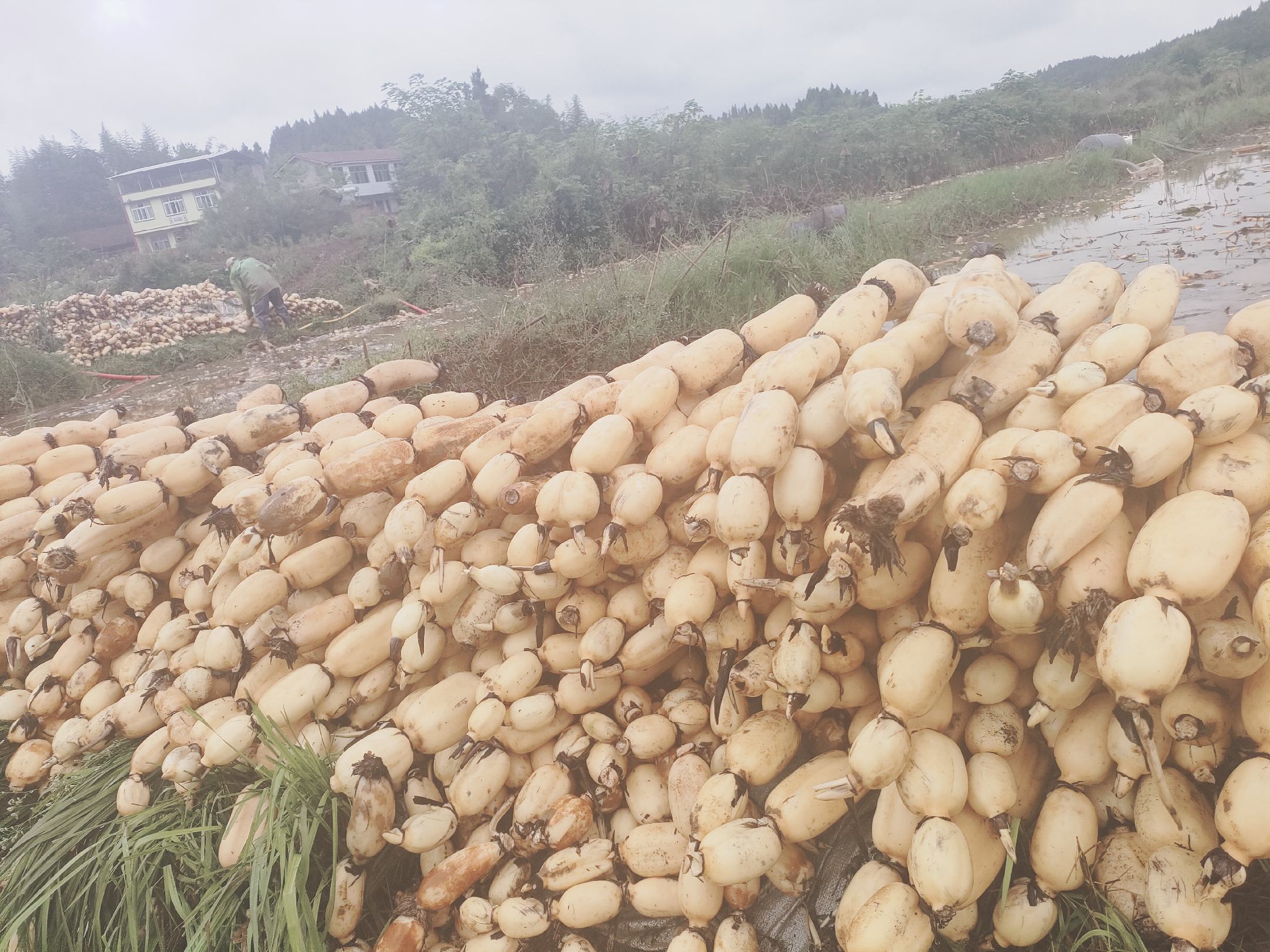 莲藕田地种植图