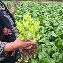 四川简阳儿菜