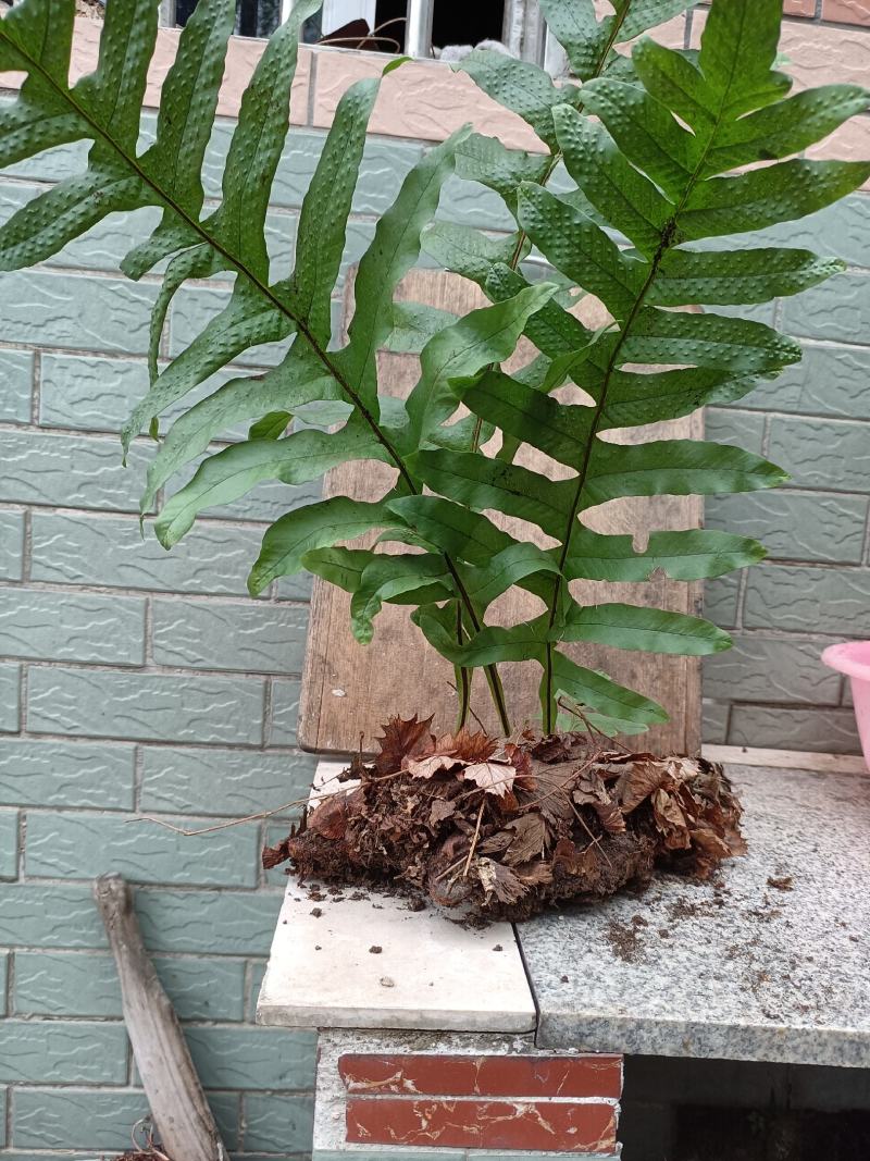 骨碎补毛姜爬山姜大别山品种