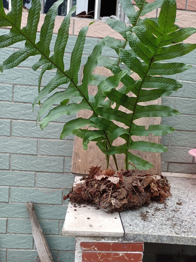 骨碎补毛姜爬山姜大别山品种