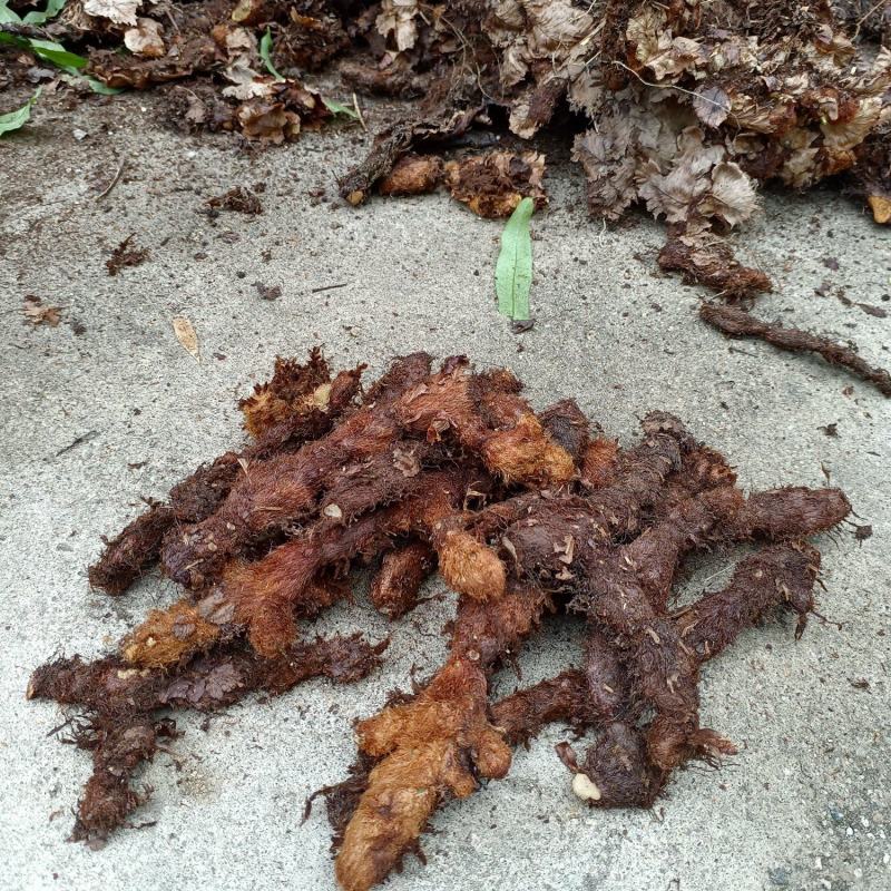 骨碎补毛姜爬山姜大别山品种