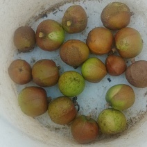 常鑫生态油茶基地总经销