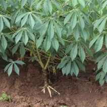 木薯
