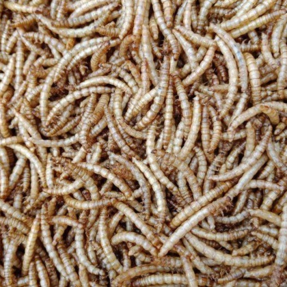 福建厦门同安区黄粉虫价格行情走势 - 一亩田