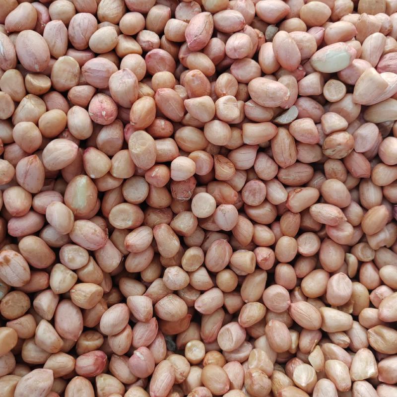 白沙308花生米小白沙花生米多种规格