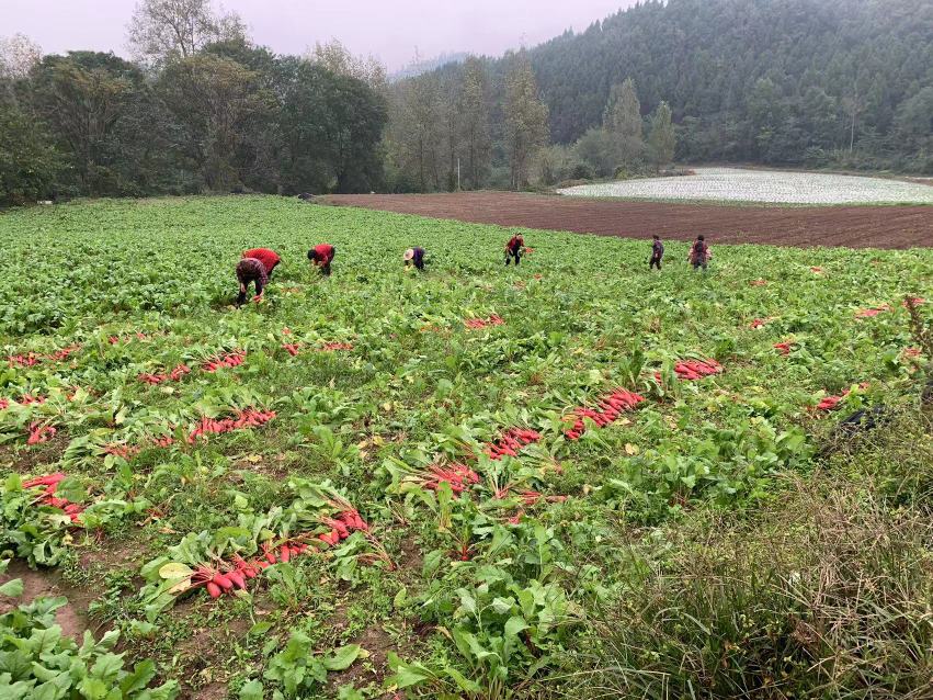 四川农村红皮萝卜丰收场景