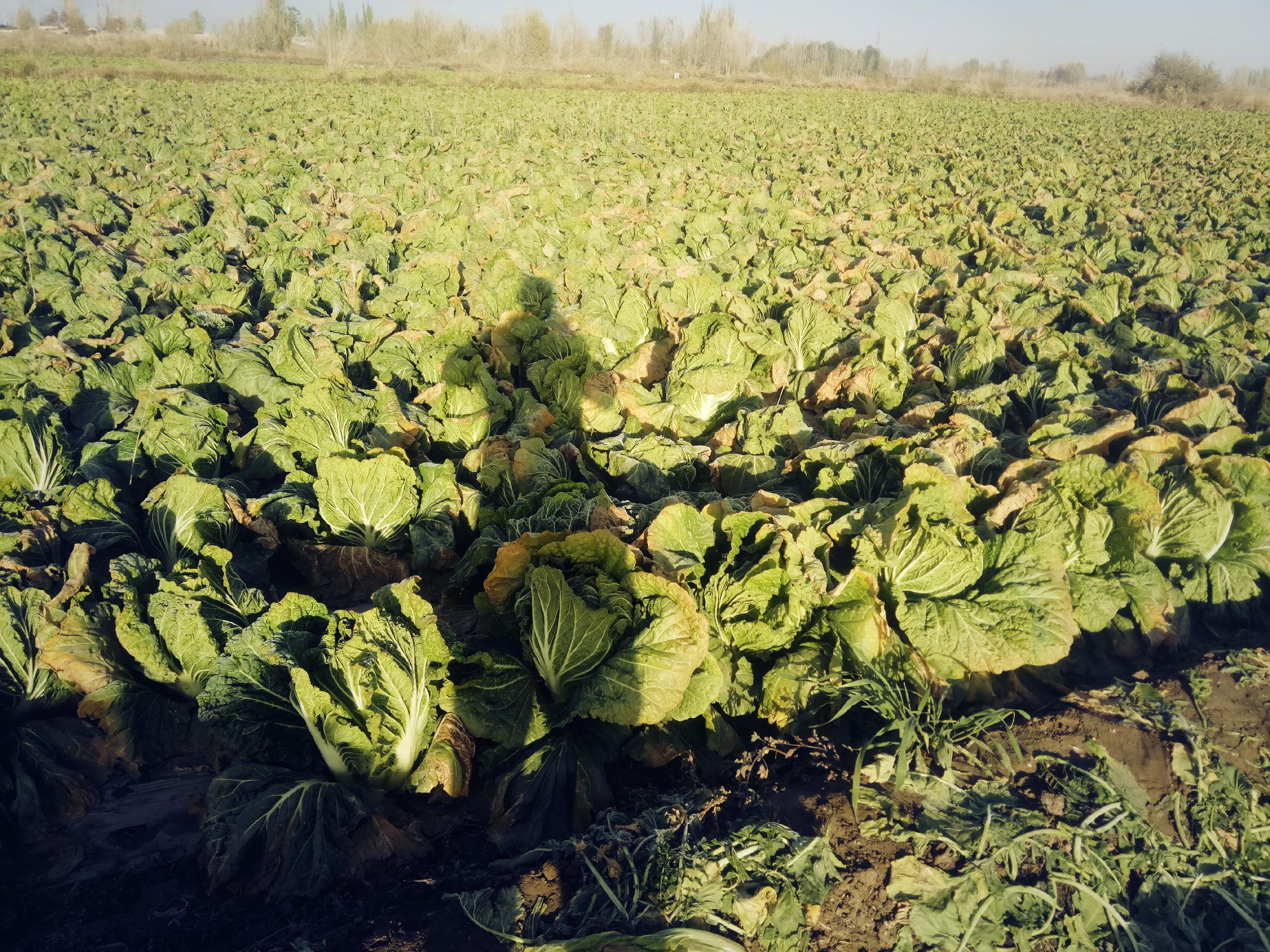 青杂三号白菜田间生长实景