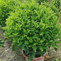 非洲茉莉