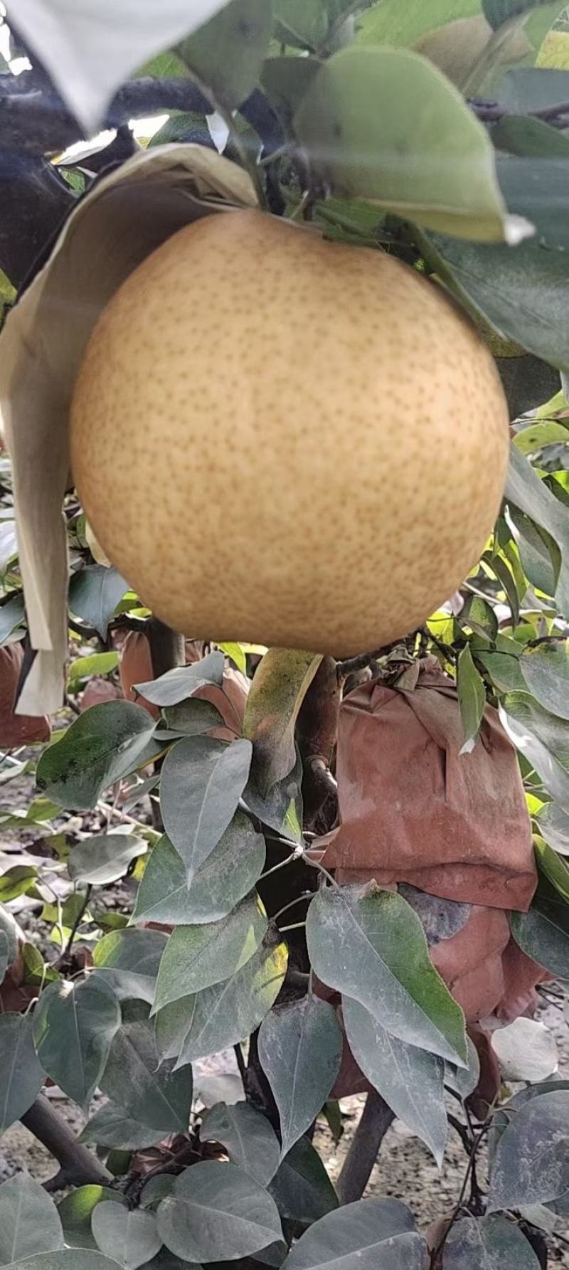 晚秋黄梨