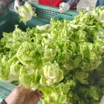 儿菜